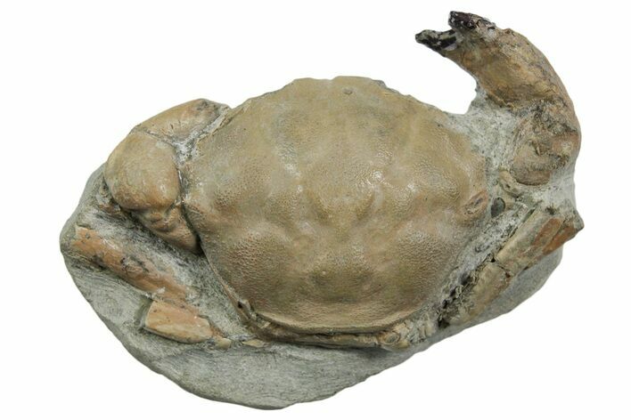 Eocene Fossil Crab (Pulalius) - Washington State #354971
